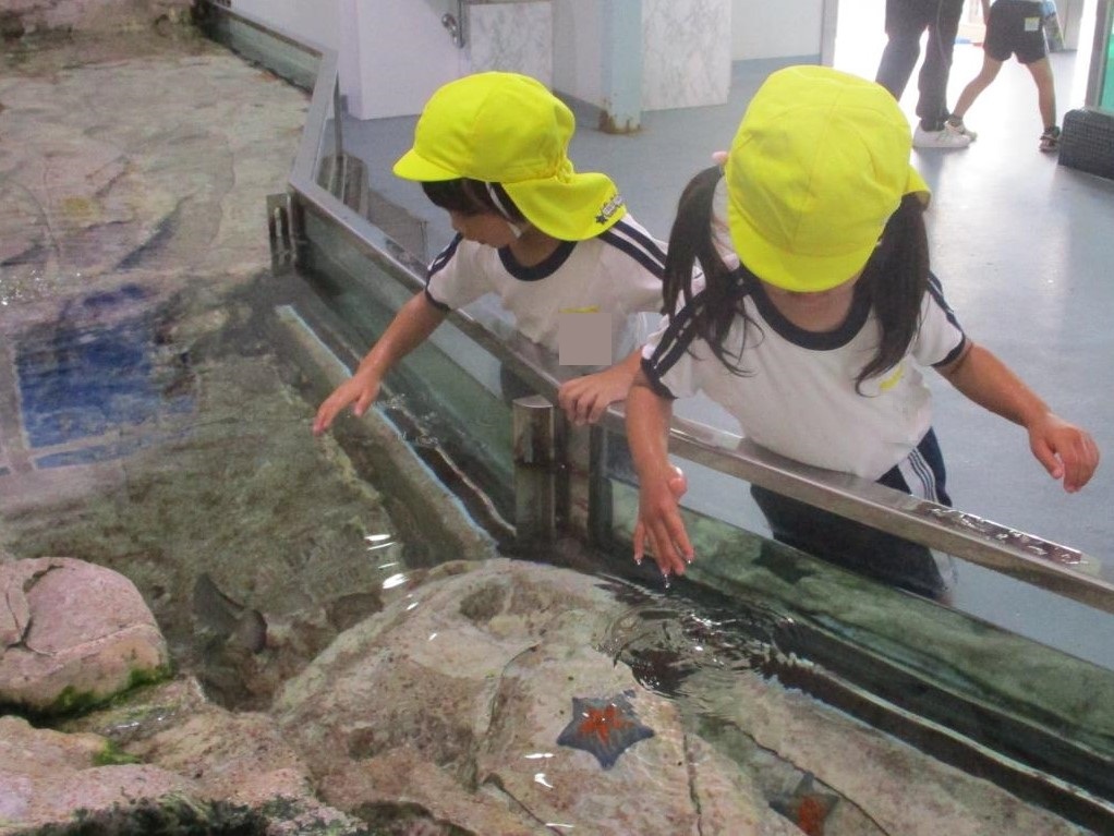 姫路水族館のタッチプールで、ヒトデやウニに触れている様子。