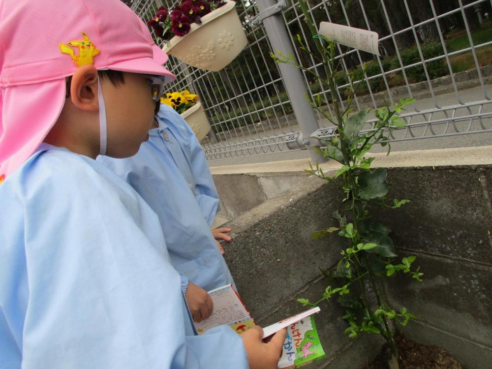 カボスの木にいる幼虫を見て、図鑑で調べようとしている