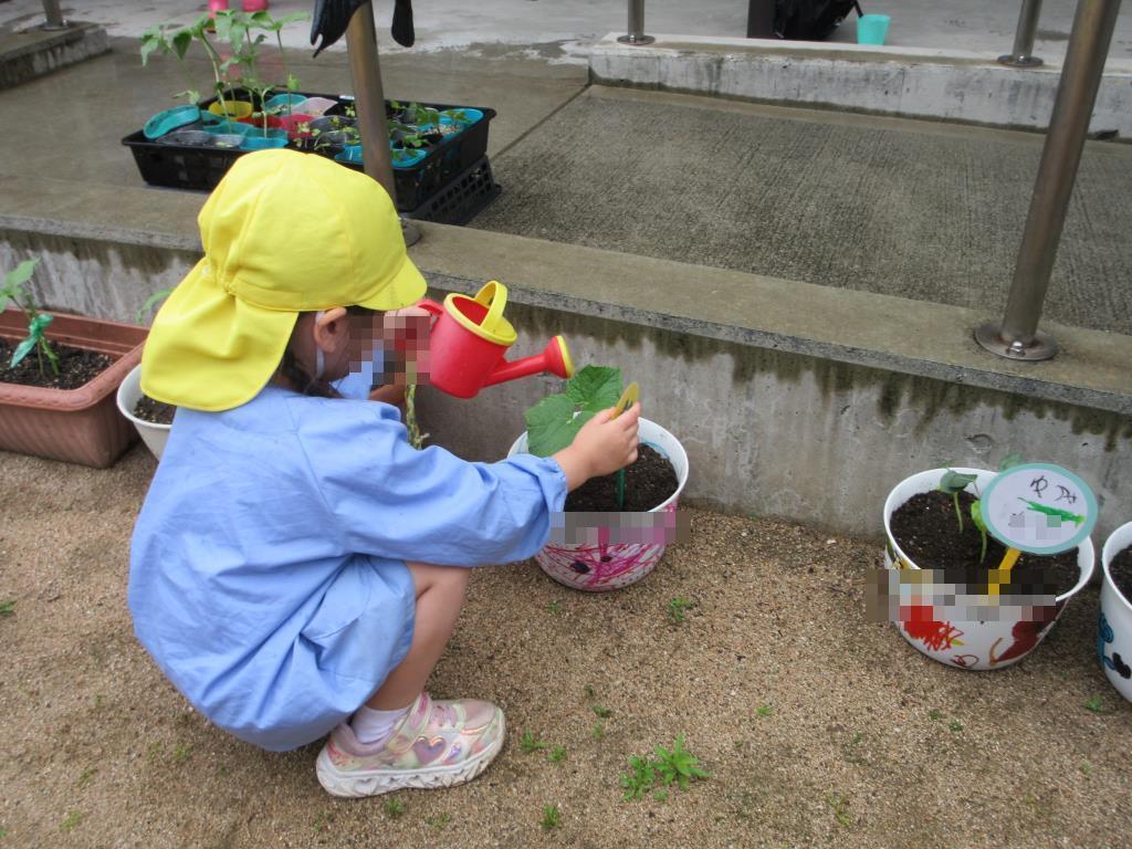 親子で植えた夏野菜に水やりをする様子
