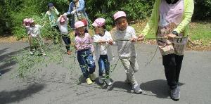 浜の宮神社から長い笹をいただき、みんなで幼稚園まで持って帰るところ