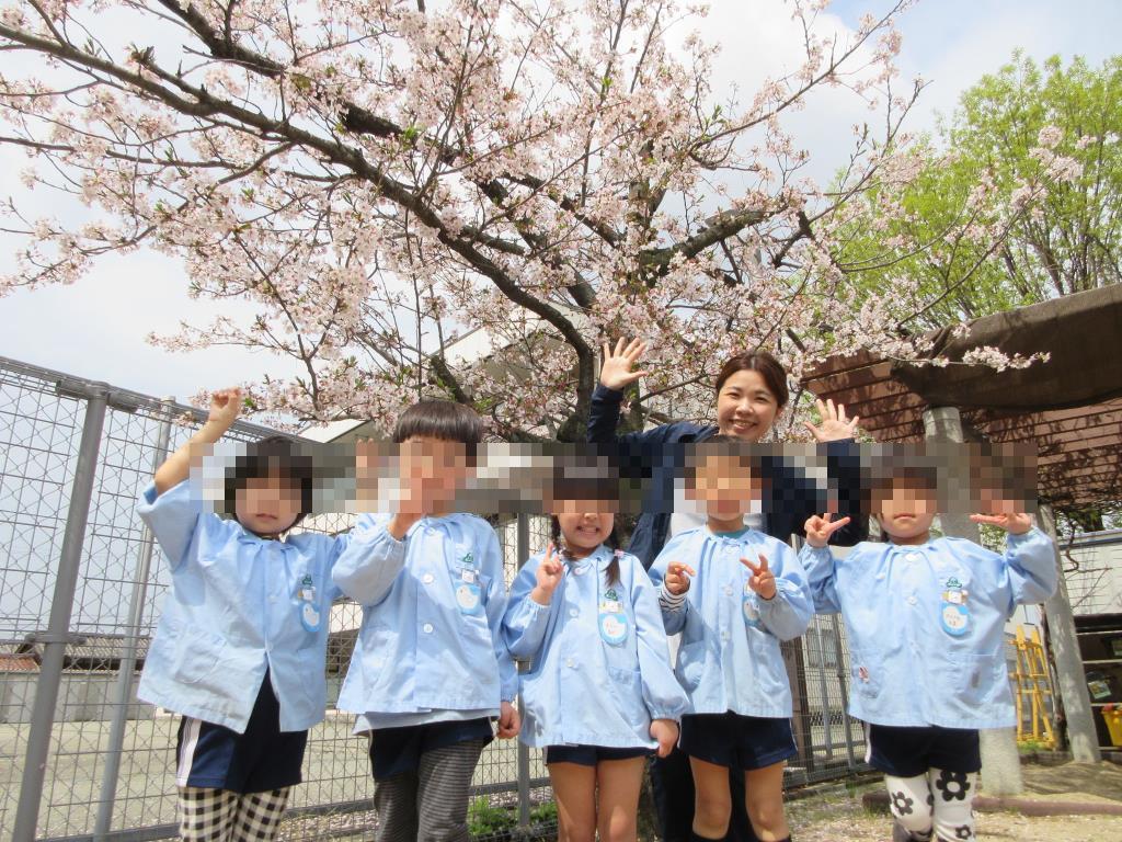 桜の下でポーズをとる年長児