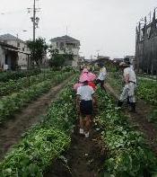 サツマイモのつるを畝の上にあげ、畝の中を歩く幼児