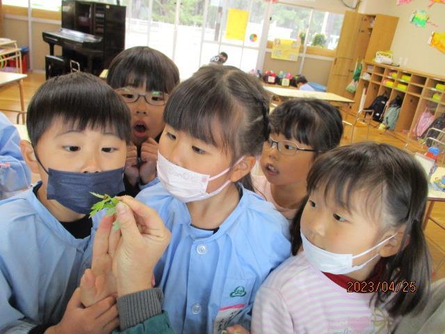 テントウムシがさなぎから生まれてくる様子を見て驚いている