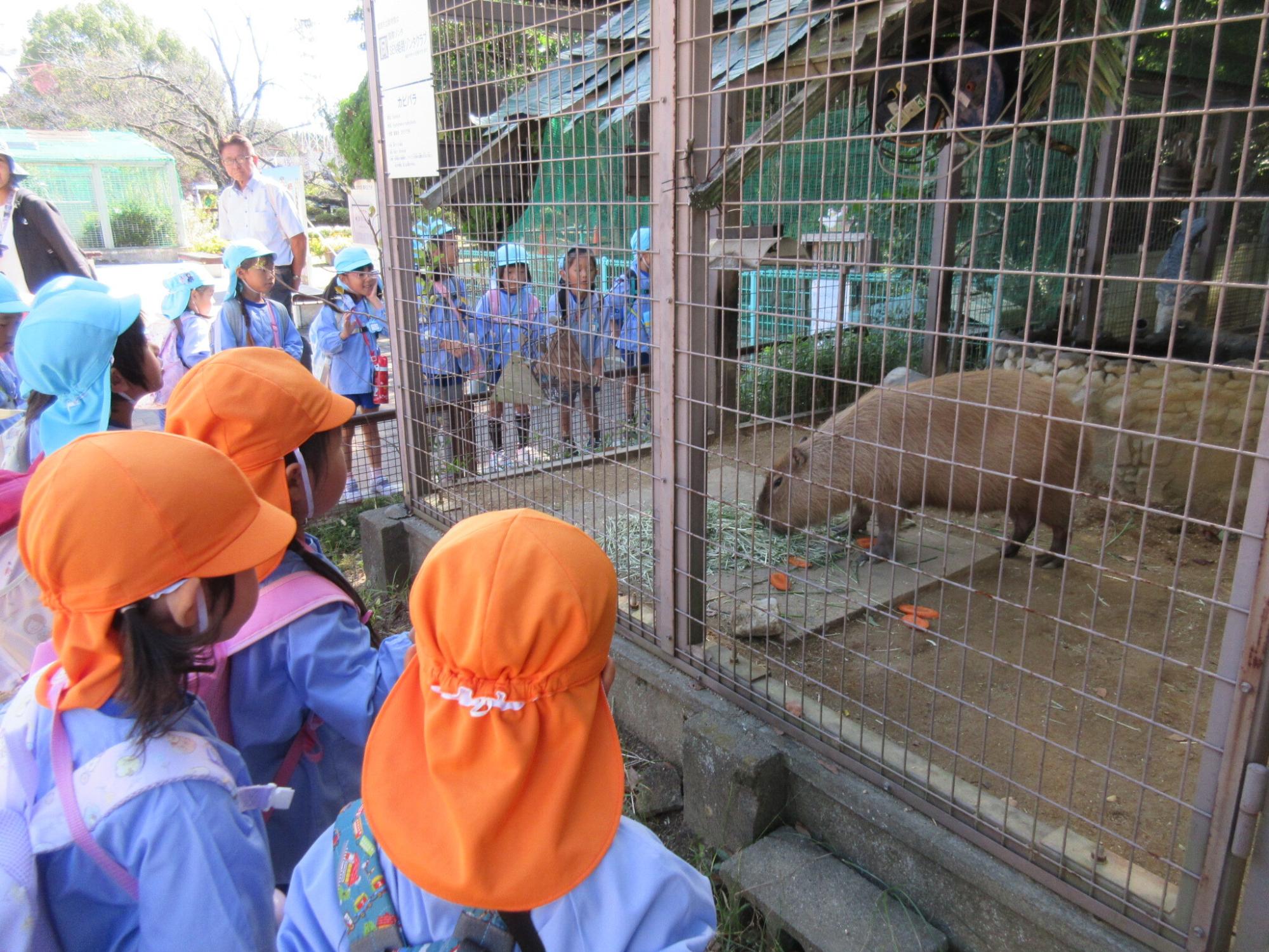 姫路市立動物園でカピバラを見学する様子