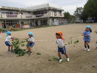 芋のツルで綱引きする様子