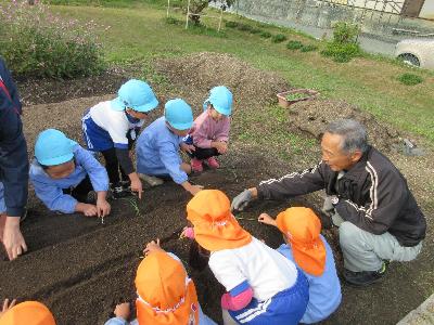 玉ねぎの苗を、畑の土に植えている様子