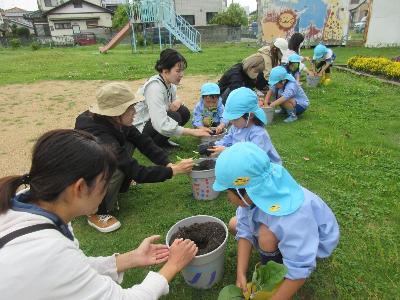 親子で夏野菜の苗を、植木鉢に移している様子