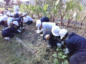 いもほりの様子1