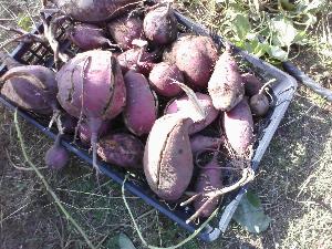 たくさんとれたさつまいも