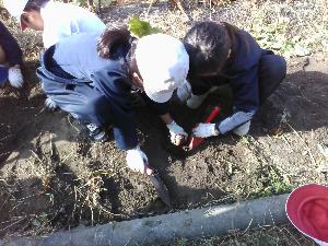 いもほりの様子2