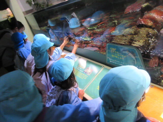 幼児が魚を見ている様子