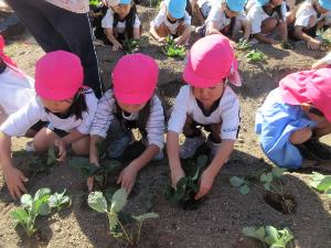 幼児がイチゴの苗を植えているところ