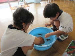 幼児がザリガニを触っているところ