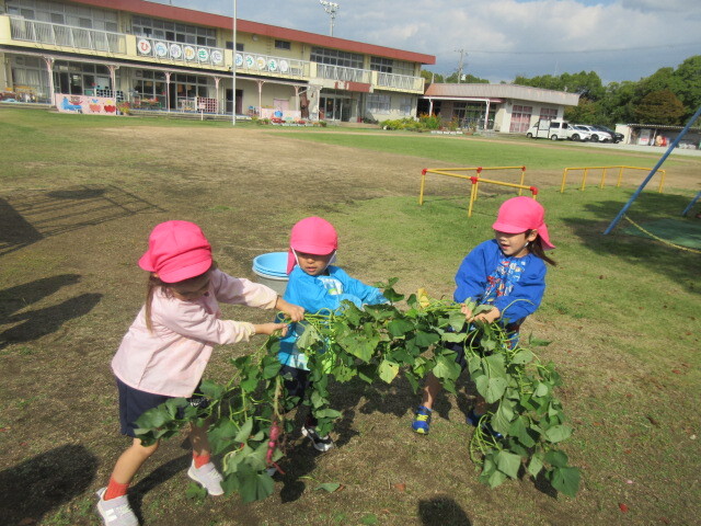 幼児がサツマイモのツルを引っ張っている様子