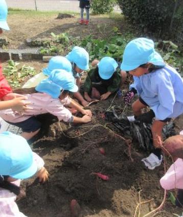 幼児がサツマイモを掘っている様子
