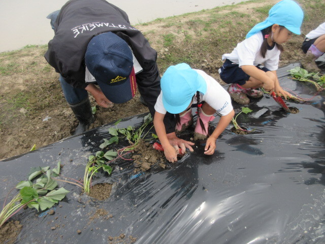 幼児が芋苗を植えている様子
