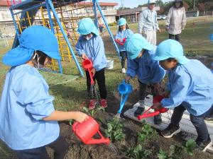 幼児が植えたいちごの苗に水をあげている様子