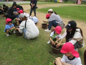 年少児が夏野菜を植えているところ