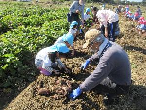 園児がサツマイモを掘っている様子1