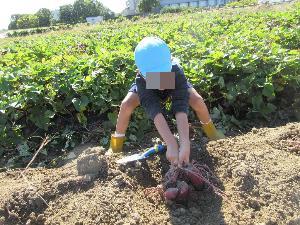 園児がサツマイモを掘っている様子2