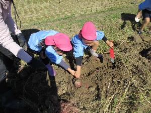 園児がサツマイモを掘っている様子3