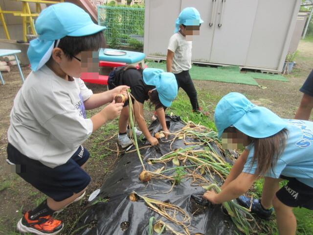 よーし、玉ねぎ引っ張るぞ
