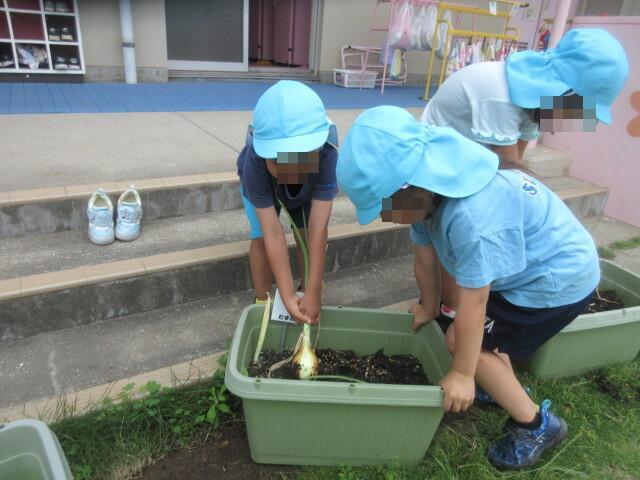 押さえててね、引っ張るからね
