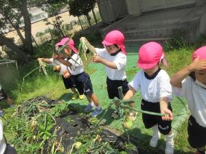 幼児が玉ねぎを収穫しているところ