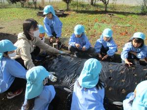 幼児が玉ねぎの苗を植えるところ