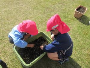 幼児が玉ねぎの苗を植えているところ