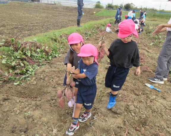 幼児がサツマイモを運んでいる様子