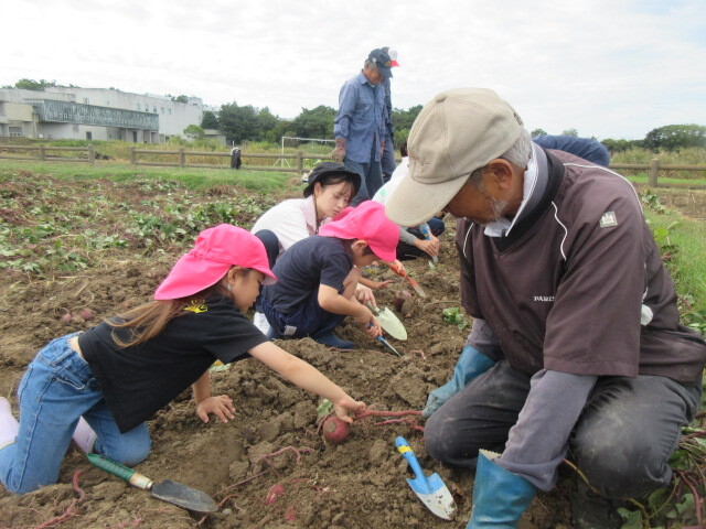 幼児が地域の方と芋ほりをしている様子