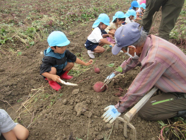 幼児が地域の方と芋ほりをしている様子