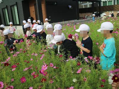 コスモスをたくさん摘もうとする子ども達の写真