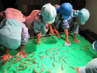 フィンガーフィッシュのコーナーで魚と触れ合う園児の様子です。