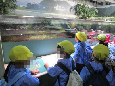 水槽を見つめるこども達の様子です。