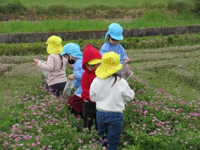 レンゲを摘む園児達の様子です。
