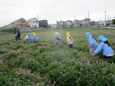 レンゲ畑で遊ぶ園児達の様子です。