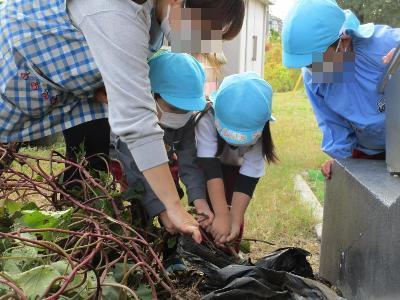 先生とこども達が芋のツルを引く様子です。