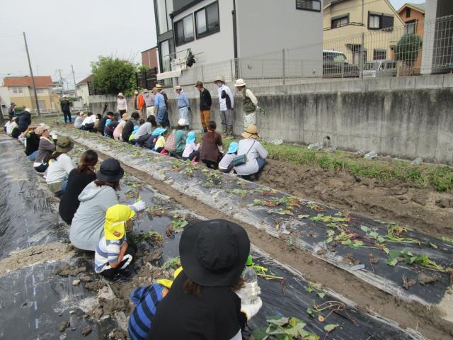 地域の方に芋苗植えの方法を教えてもらっている様子です。