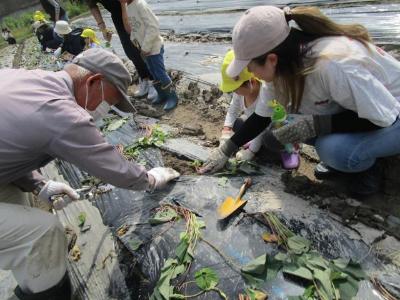 親子で芋苗植えをしている様子です。