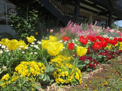 園庭の花壇に咲くお花の様子です。