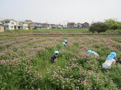 レンゲ畑でかくれんぼをしています