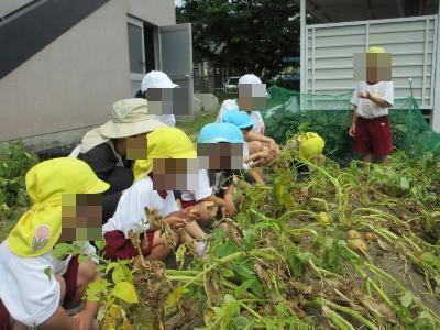 じゃがいも堀りの様子です