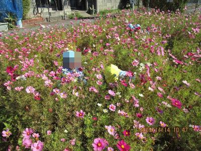 コスモス畑でかくれんぼをしています。