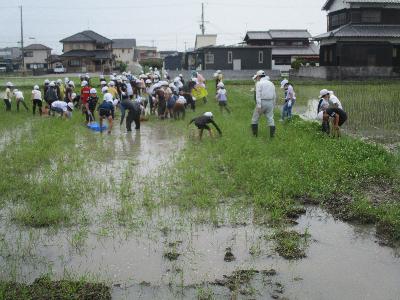 田んぼ2