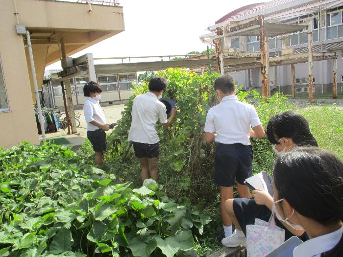 理科の授業でヒョウタンを観察中