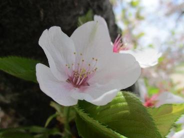 桜の花びら