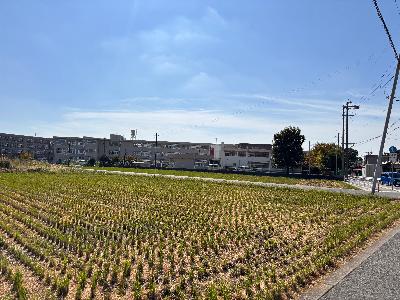 田んぼ