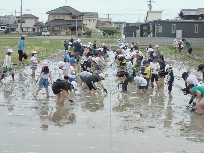 田植え